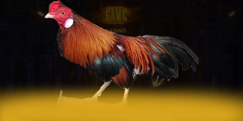 Khám phá hành trình của KUWIN - Cổng game được nhiều người chơi lựa chọn được giới cược thủ tin tưởng
Khám phá hành trình của KUWIN - Cổng game được nhiều người chơi lựa chọn được giới cược thủ tin tưởng