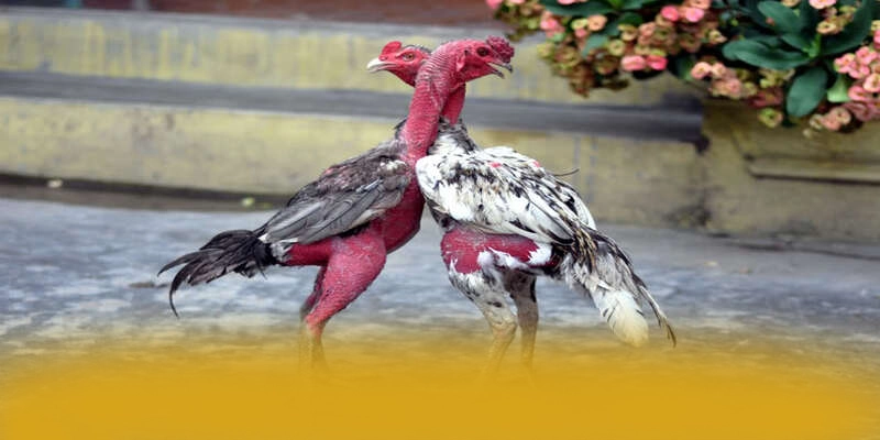 Cùng trải nghiệm FAFA191 - Sảnh game an toàn tuyệt đối được quan tâm
Cùng trải nghiệm FAFA191 - Sảnh game an toàn tuyệt đối được quan tâm